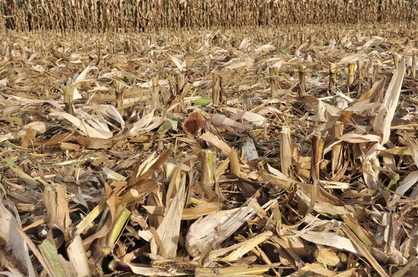 Pole świeżo pocięte łodygi kukurydzy — Zdjęcie stockowe