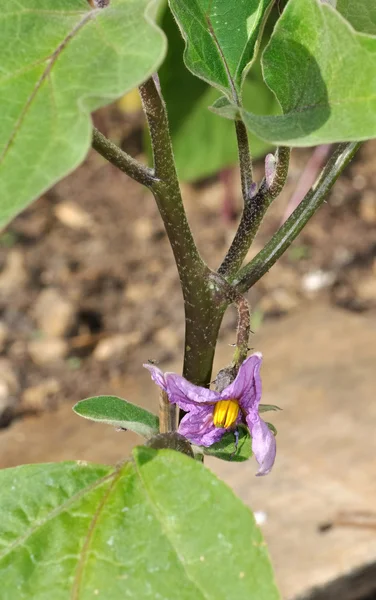 Fioletowy kwiat oberżyny — Zdjęcie stockowe