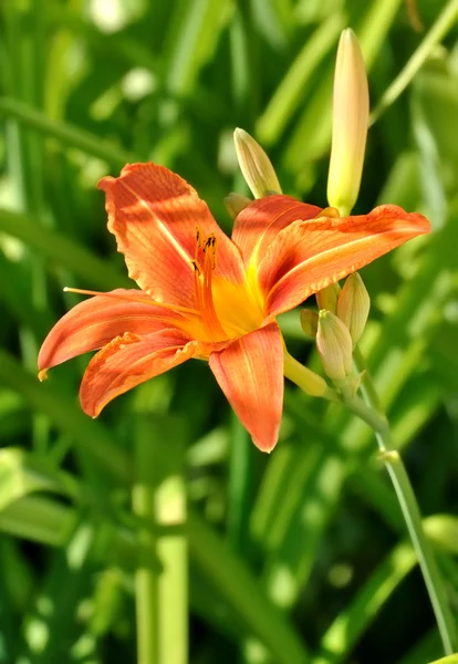 Beautiful orange Daylily Flower — Stock Photo, Image