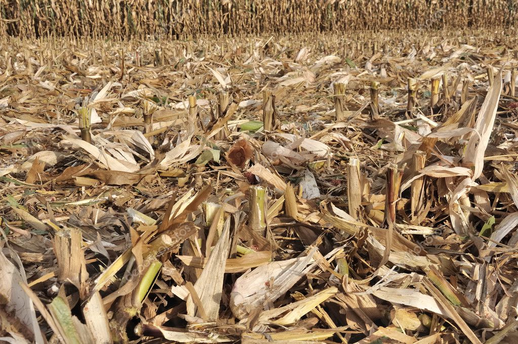 Field Of Freshly Cut Corn Stalks — Stock Photo © Sanddebeautheil #6999286