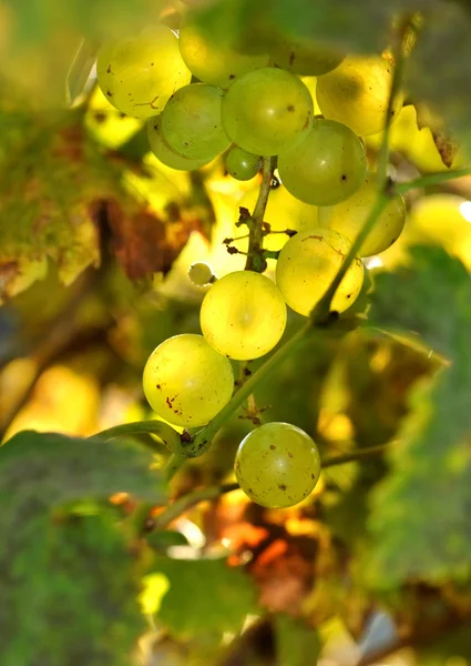 Uvas blancas — Foto de Stock
