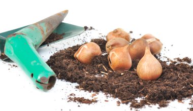 Tulip bulbs in the ground with planter clipart