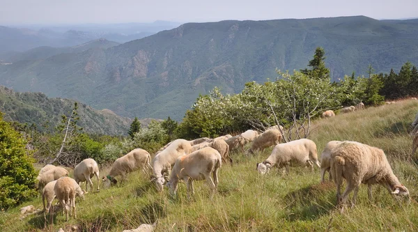 牧场上的一群羊 — 图库照片