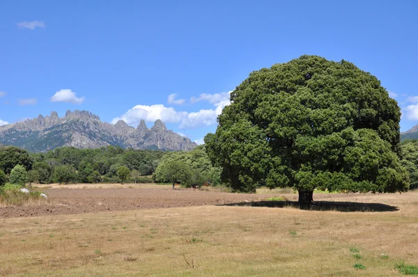 Árbol grande frente a la montaña — Foto de Stock