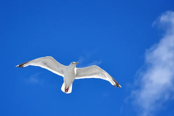 stock image Seagull in flight