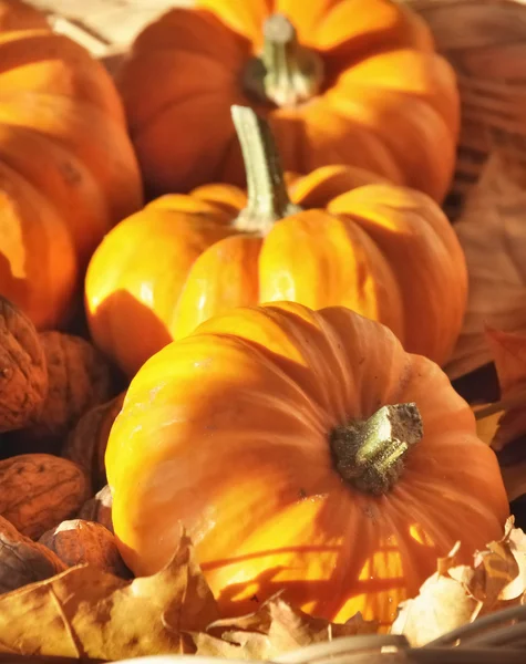 Little pumpkins on leaves