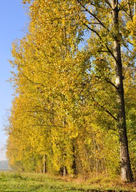 Poplars aligned with golden foliage clipart