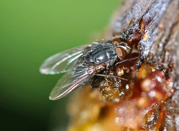 Μύγα που τοποθετείται σε ένα φρούτο — Φωτογραφία Αρχείου