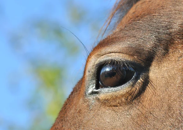 Ein Pferd im Auge behalten — Stockfoto