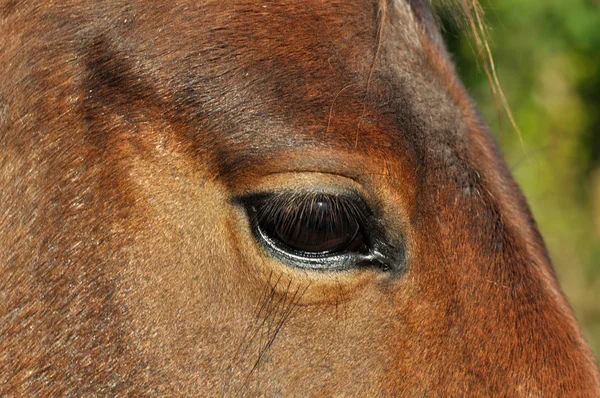 Chiuda l'occhio su un cavallo — Foto Stock