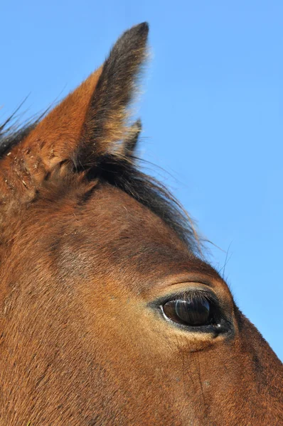 Œil étroit et oreille d'un cheval — Photo
