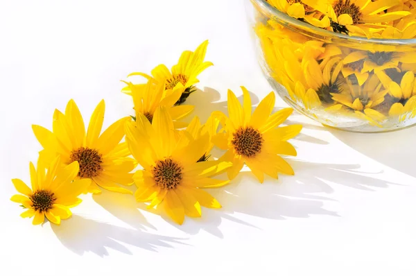 stock image Cut flowers on a white background