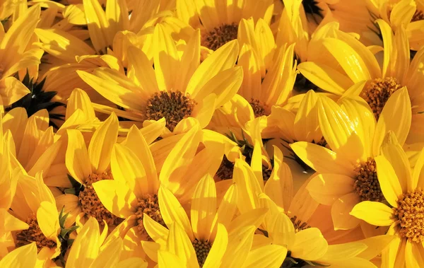 Teppich aus Blütenblättern gelber Blumen — Stockfoto