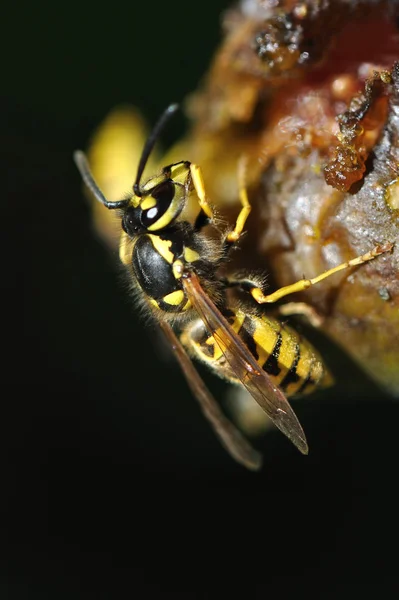 Wespe auf einer Frucht — Stockfoto
