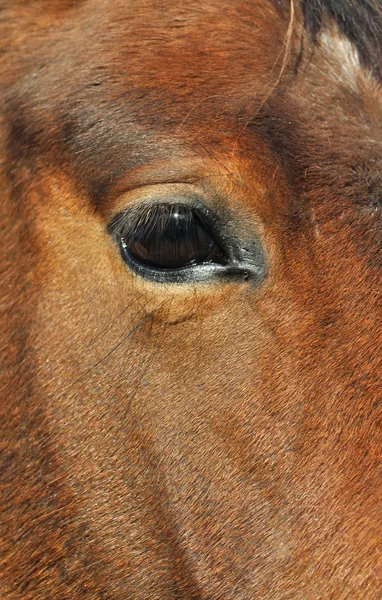 Закрыть глаза на лошадь — стоковое фото