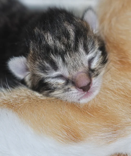 stock image The cute little head of a newborn kitten