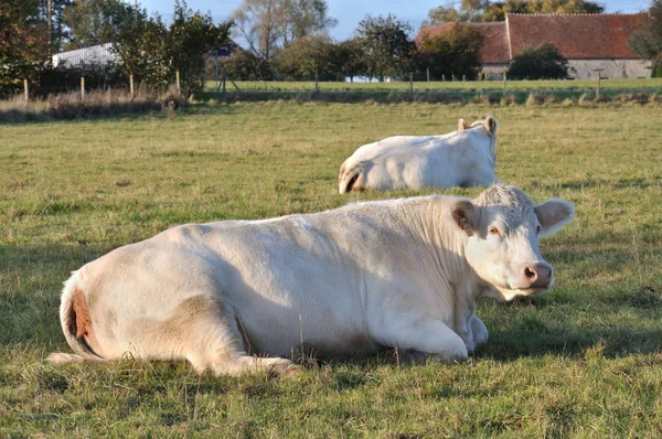 一个和平农场奶牛 — 图库照片