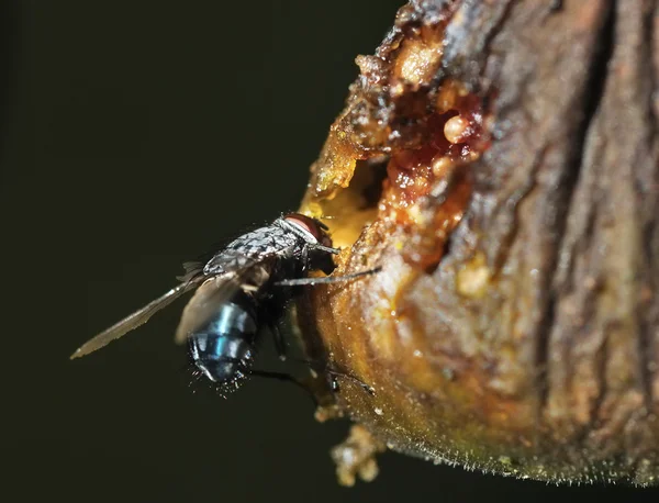 Fliege auf einer Frucht platziert — Stockfoto