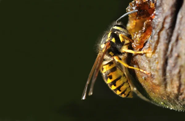 Wespe auf einer Frucht — Stockfoto