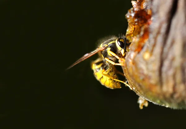 果物のスズメバチ — ストック写真