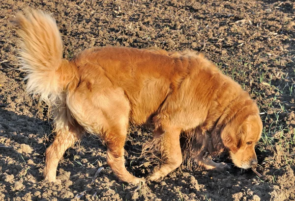 Złoty pies myśliwski, wąchanie ziemi — Zdjęcie stockowe