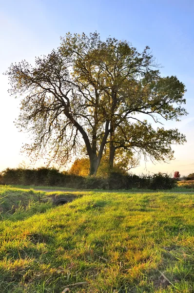 Large ash tree in the evening light — Stock Photo, Image