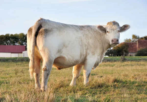 Vache dans une ferme paisible — Photo