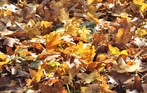 Листья осенних цветов — стоковое фото