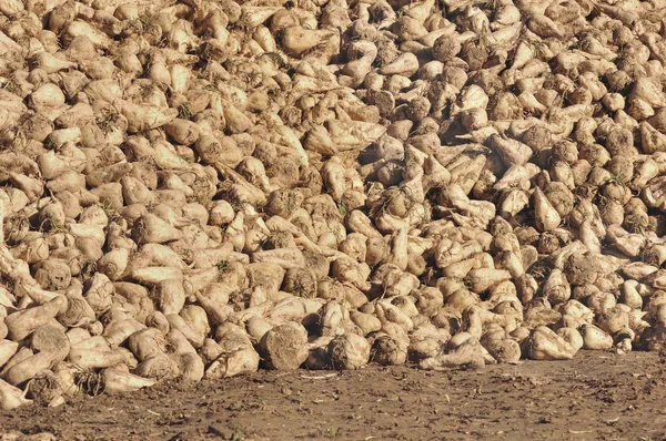 Heaps of sugar beets — Stock Photo, Image
