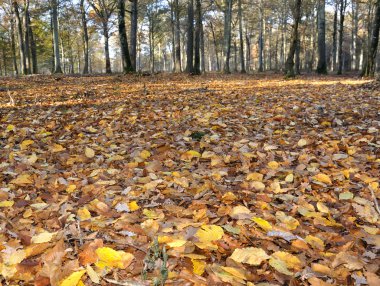 Ground covered with golden leaves in the forest clipart