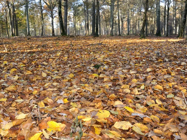 Земля покрыта золотыми листьями в лесу — стоковое фото
