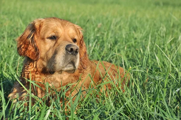Złoty pies myśliwski w zielonej trawie — Zdjęcie stockowe