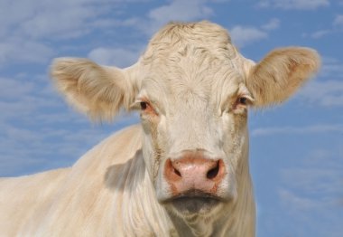 Portrait of a Charolais cow clipart