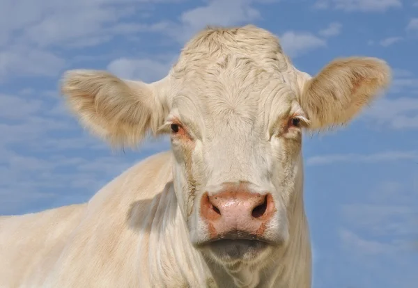 Portrét charolais krávy — Stock fotografie