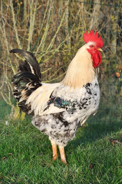 ไก่ในฟาร์มม้า — ภาพถ่ายสต็อก