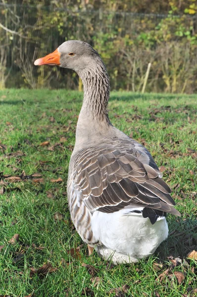 Geese in backyard — Stock Photo, Image