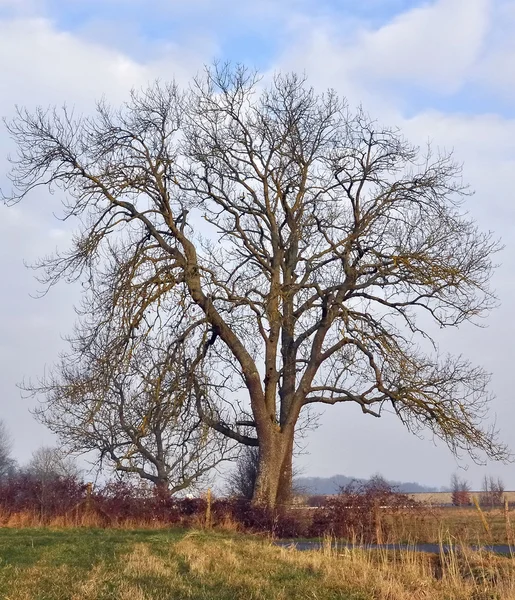 Голое дерево — стоковое фото