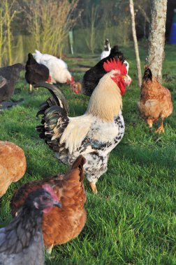 Rooster in a farmyard clipart