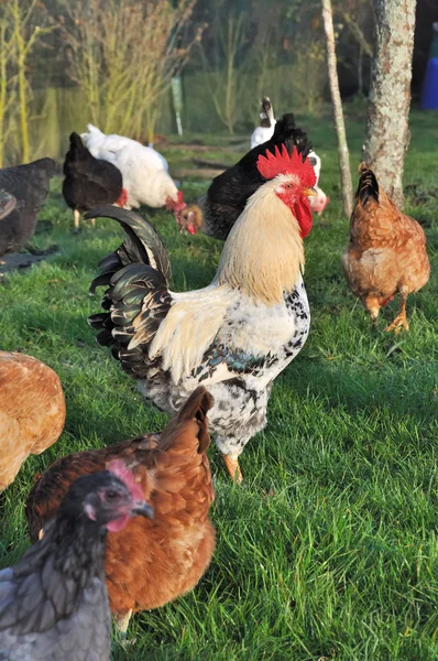 Rooster in a farmyard — Stock Photo, Image