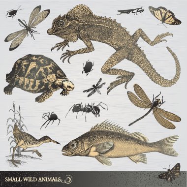 Collection of small wild animals clipart