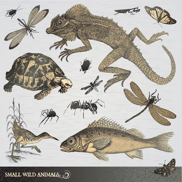 小規模の野生動物のコレクション — ストックベクタ