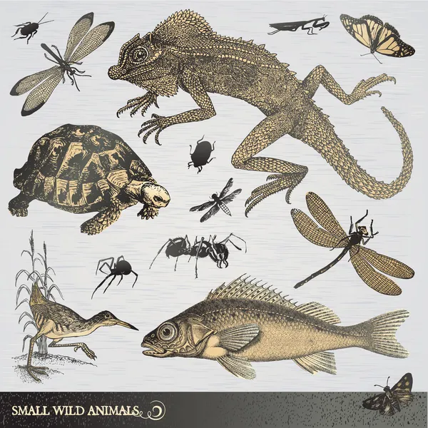 Коллекция мелких диких животных — стоковый вектор