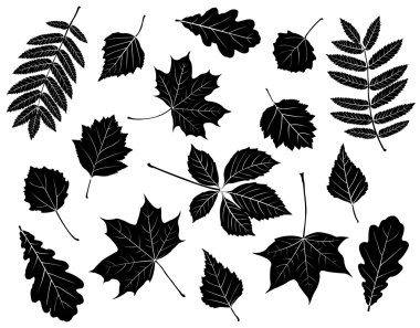 Set of silhouettes of leaves.