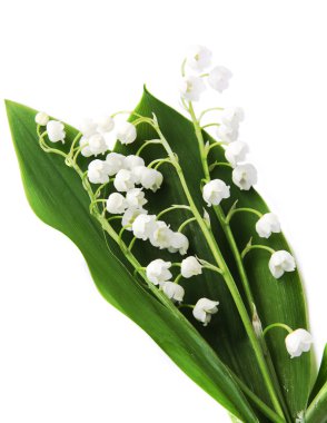 Lily-of-the-valley over white clipart