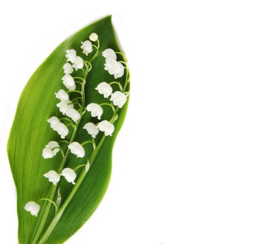 Lily-of-the-valley clipart