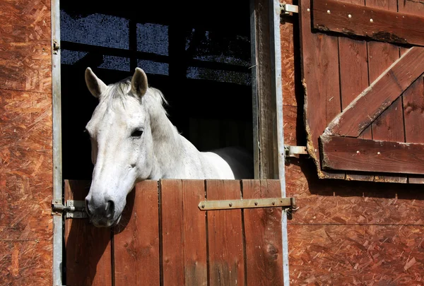 Коня в стайні — стокове фото
