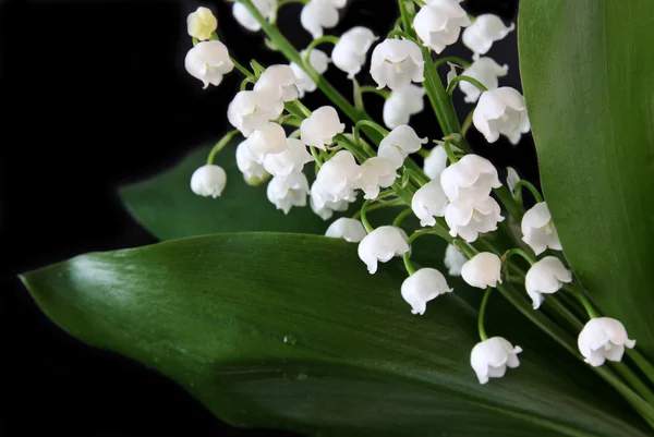 Lily-of-the-valley — Stock Photo, Image