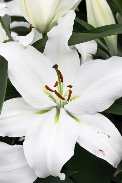 White lilies — Stock Photo, Image