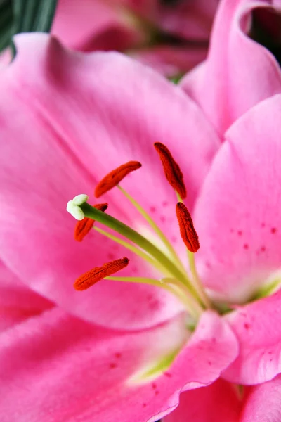 Pink lilies — Stock Photo, Image