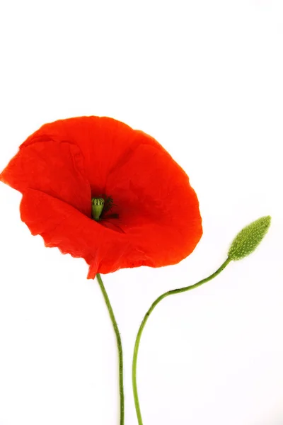 Red Poppies — Stock Photo, Image